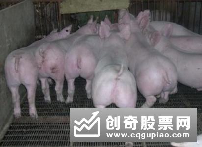 湖北：“真金白银”支持生猪生产促行业转型