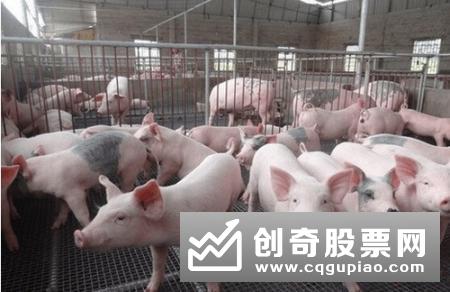 一个400多万头生猪产能的养殖大市如何“养成”？——广东生猪产能恢复见闻