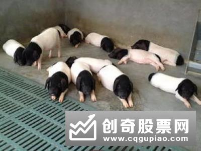 重庆安排6.6亿元扶持资金 推动生猪产能恢复