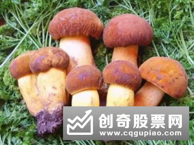 我国有了权威的红枣现货价格指数